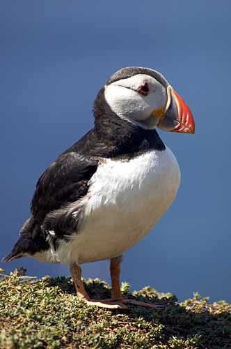 Puffin on Skomer Island